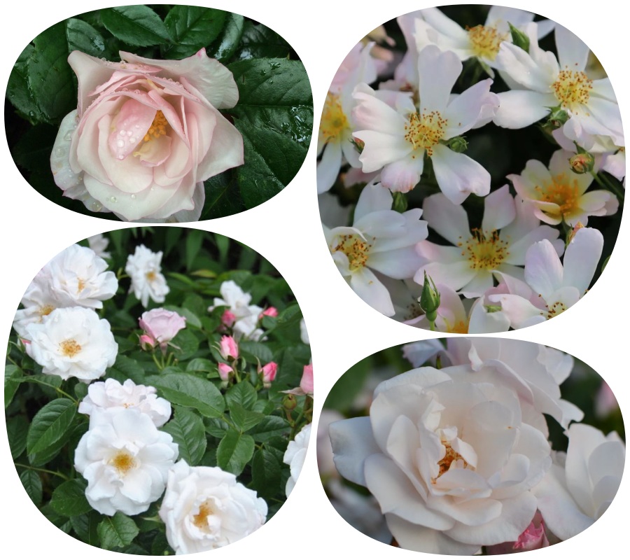 Pearl Drift róże okrywowe gł. zal